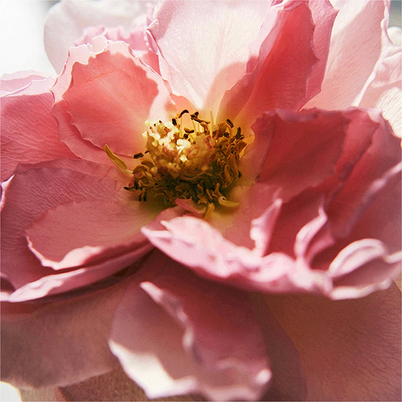 Rira様用【50ml 未開封】Chloe INTENSE EDP webp400
